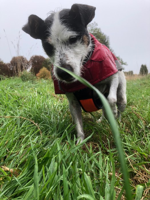 Dog_Walking WalkMeFeedMe 2