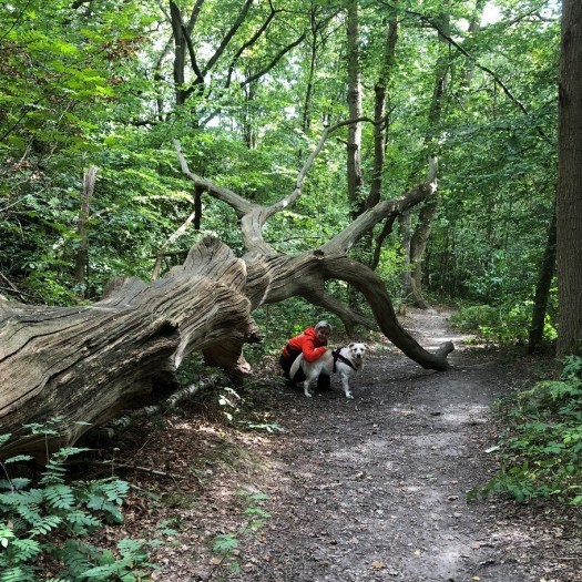 Dog_walking WalkMeFeedMe Oxhey 3