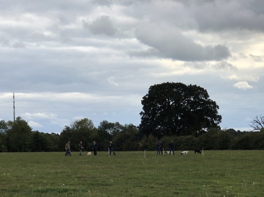 WalkMeFeedMe Dog_Walking #10