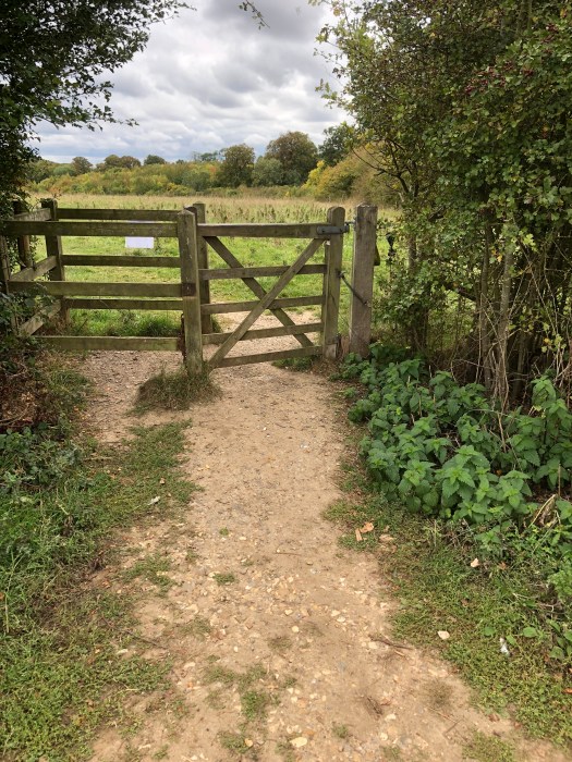 WalkMeFeedMe Dog_Walking #3