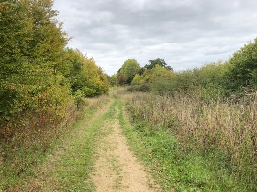 WalkMeFeedMe Dog_Walking #5