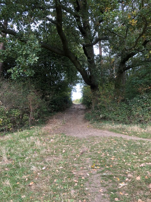 WalkMeFeedMe Dog_Walking #8