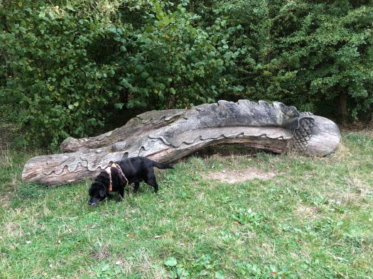 WalkMeFeedMe Dog_Walking #9