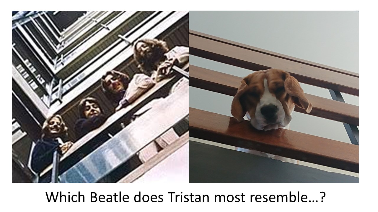 Beatles Beagle